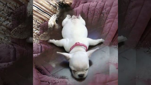 ? Малыши собачки спят как им удобно ? смотреть онлайн