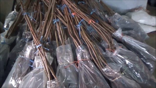 Ноябрьский визит ФЕРМЕР.РУ в Господарул. Подготовка саженцев на экспорт. Ноябрь 2019 смотреть онлайн