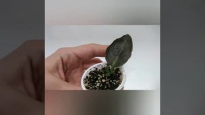 Замёрзла фиалка. Что делать?