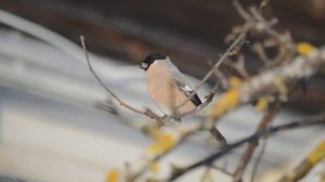 самка снегиря