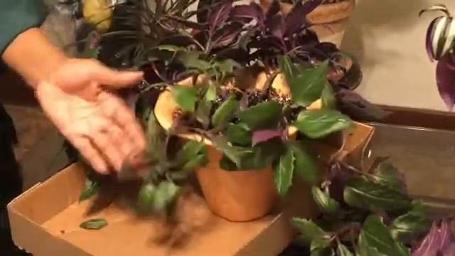 Velvet Vine Plant Clipping & Repotting смотреть онлайн