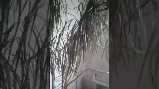 Моя пальма))) смотреть онлайн