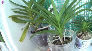 Вандовые орхидеи растут в коре! Vandeae orchids in bark!