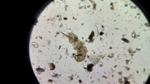 Тихоходские хроники 1