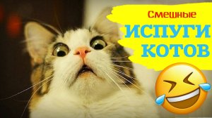 Смешные видео про котов и кошек! Смешные видео! Приколы про котов! Выпуск №4