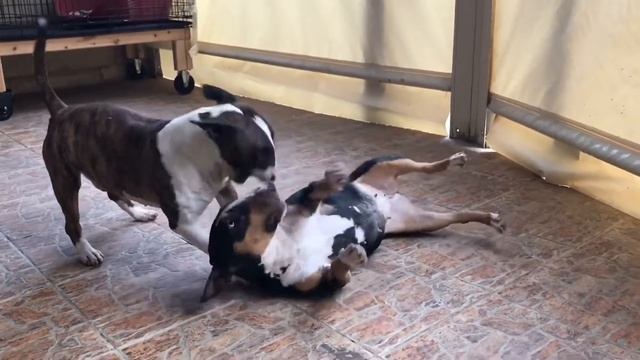 Bull terrier play / Буль терьеры играют смотреть онлайн