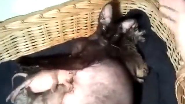Подборка приколов Кошки Красивые сфинксы Смешные приколы с кошками1