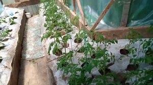 Подвязка помидор и огурцов в теплице