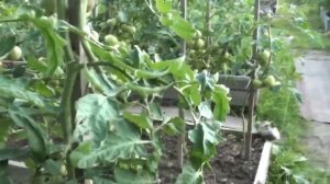 Томат Аметистовая драгоценность темная глянцевая нежная вкуснота