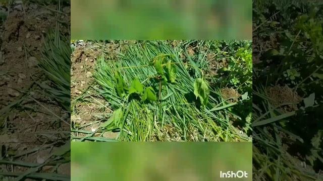 Пересадка Каштана Конского? смотреть онлайн