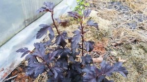 Пузыреплодник Пантера. Physocarpus Panthera