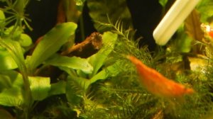 Aqua News №118. Креветки. Первые мальки.