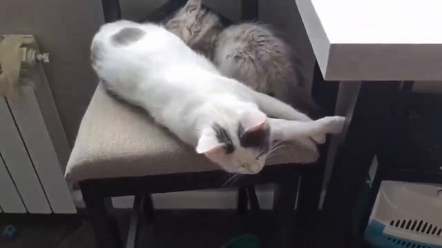 Спасение котят из Махачкалы продолжается. В Питер прибывают новые "десанты" малышей!