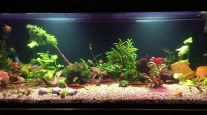 Барбусы денисони и рамирези,