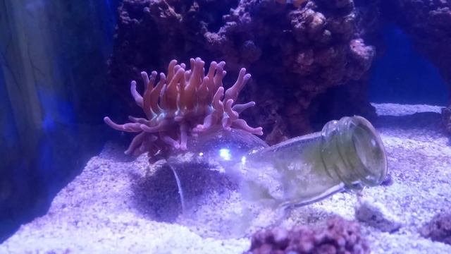 Морской аквариум: путешествие актинии. смотреть онлайн