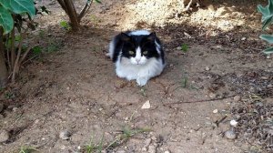 Этого о кошках вы точно не знали! - Топ удивительных фактов о кошках