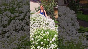 Алиссум Сноу Принцесс в саду #сад #алиссум #ландшафтныйдизайн