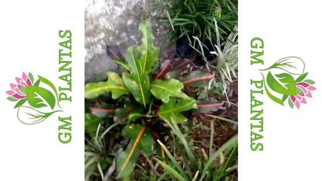 Crótons Cara de cavalo para matrizes\\GM Plantas. смотреть онлайн