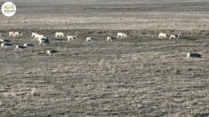 Приоткрывая заповедные двери… Степь жива пока бежит сайгак