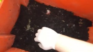 Калифорнийский червь теперь у нас дома и делает биогумус