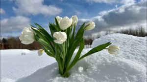 Шашлыки-подснежники. Мы снова вместе! С наступающим праздником весны