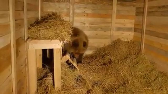 Мишка Машка с Камчатки осваивает новый вольер в Калуге смотреть онлайн