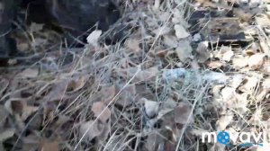 Коп металла. Открытие сезона на урале.