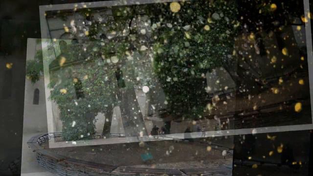 Le plus vieil arbre de Paris смотреть онлайн