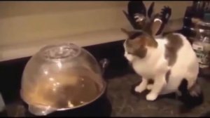 очень очень смешные и веселые кошки