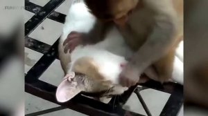 Обезьяны против кошек - самые милые