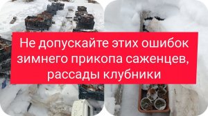 Не допускайте этих ошибок зимнего прикопа саженцев, рассады клубники.