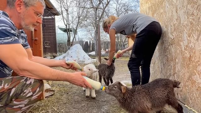 #511 Утренний сюрприз. Кого родила наша коза первокотка смотреть онлайн