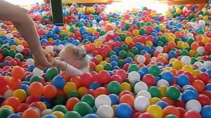 Играем в шариках для детей в парке аттракционов