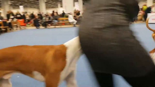 Finnish Winner 18.12.16 Best Male PODENCO IBICENCO смотреть онлайн