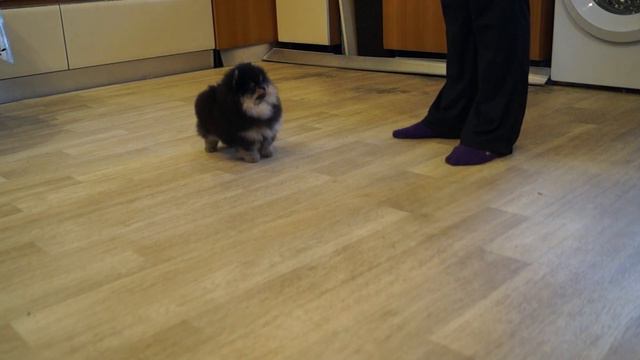 Амбер Лилии Лайн Рэмбо смотреть онлайн