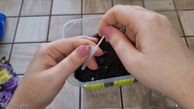Как сеять Эустому. Сравниваю всхожесть семян Эустомы от трёх фирм