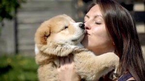 Недостатки породы Алабаи, о которых не расскажут в питомнике