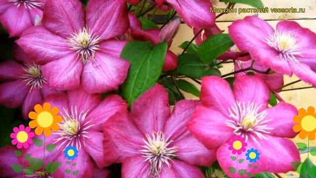 Клематис гибридный Виль дэ Лион. Краткий обзор, описание характеристик Wille de Lyon смотреть онлайн