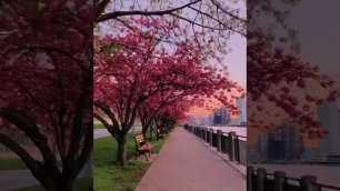 Нью-Йорк. Самое красивое время, когда стоит посетить этот город - период цветения сакуры.🌺