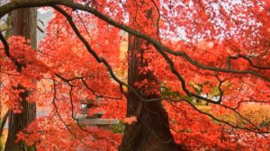 Peace by Eric Godlow