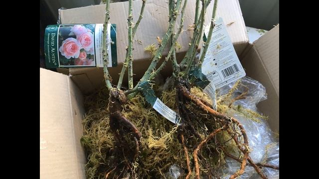 Обзор посылки с розами из "ДЛЯ ВАС". Розы Квин оф Свиден. Обзор сада 8 апреля смотреть онлайн