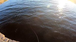 Рыбалка КАСТИНГОВОЙ сетью на рассвете...