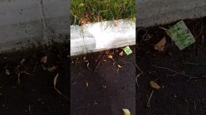 Как Ползет змея уж