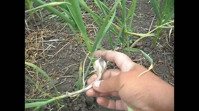 "Как правильно вырастить однозубковый чеснок" (Чеснок бульба) (Семенной материал) смотреть онлайн
