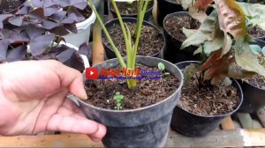 harga keladi hias populer terbaru @tanamanhias.id||alocasia,caladium,syngonium paling di cari||