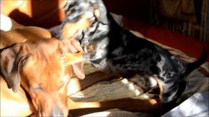 Собачий вальс