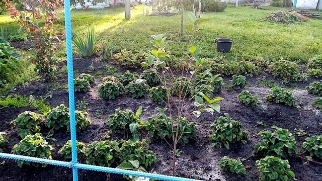 Посадка Безшипной Ежевики "БЛЭК САТИН". 25 августа 2020г. смотреть онлайн