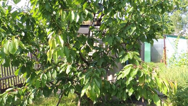 цветение актинидии