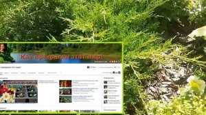 Хвойные растения в моем саду. Сорта можжевельника для небольших участков.
