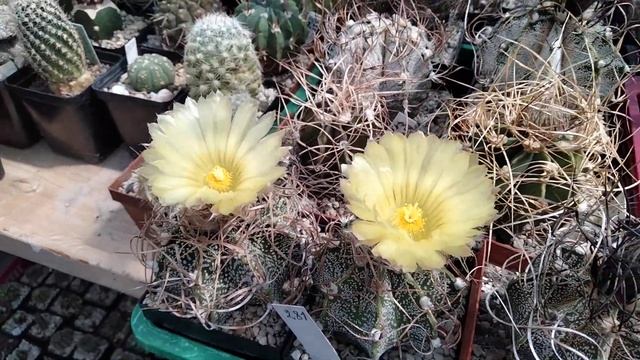 Астрофитумы - любимые кактусы.Цветение .Опыление.Kakteen.Astrophytum red. смотреть онлайн